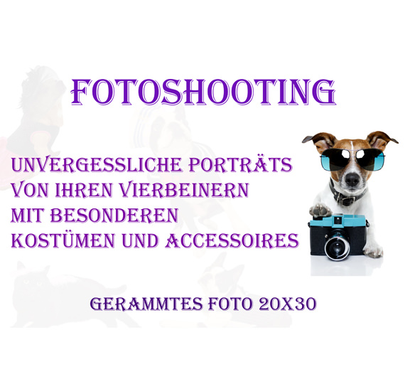 Fotoshooting Unvergessliche Porträts Hund