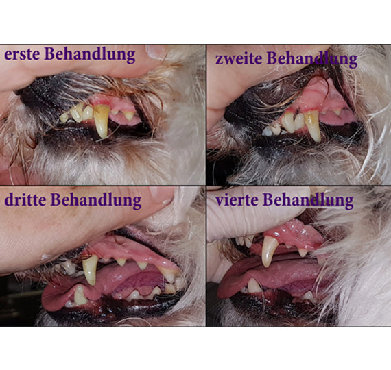 Ultraschall-Zahnreinigung für Hunde Hundesalon Mußielda