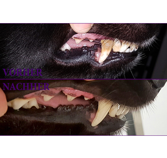 Ultraschall-Zahnreinigung Emmi-pet Hundesalon Musilda Gaggenau Baden Baden