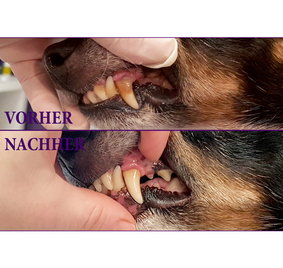 Ultraschall Zahnreinigung one narkose Emmi-pet Hundesalon Mußielda