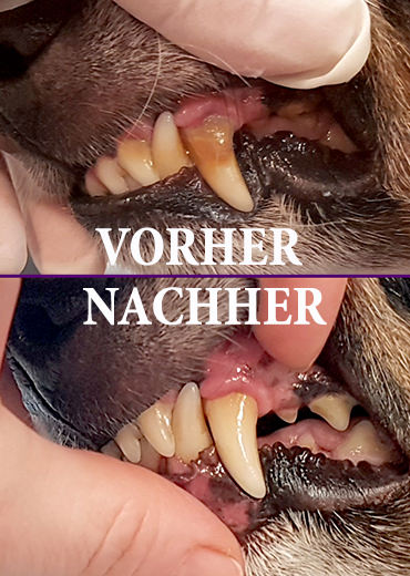 Ultraschall-Zahnreinigung Emmi-pet Hundesalon Gaggenau Baden-Baden